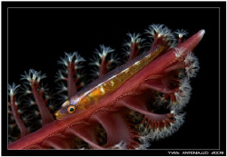 Sea pen with goby I really love those guys    fuji S5 pro... by Yves Antoniazzo 